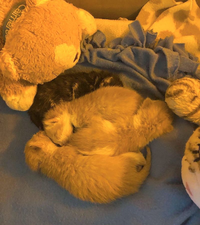 newborn kittens sleeping