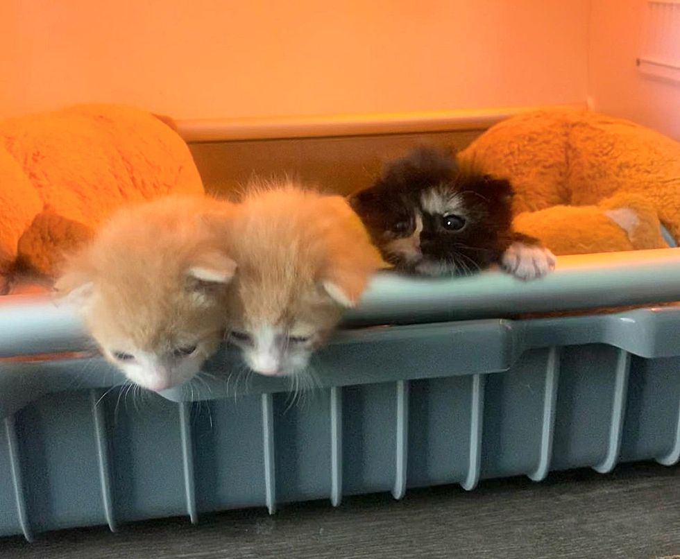 gatitos curiosos incubadora