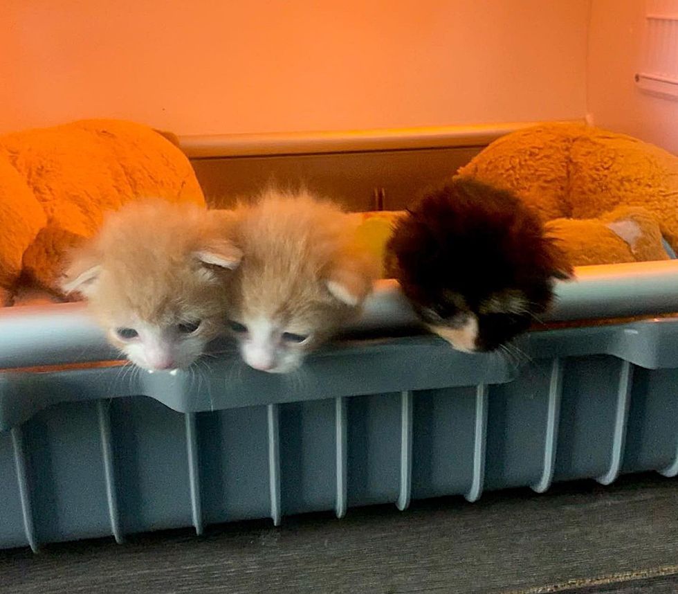 cute kittens curious