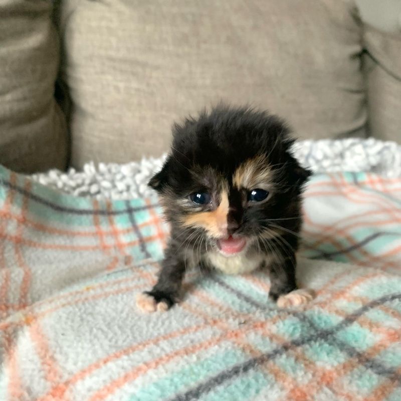 tortie kitten boss