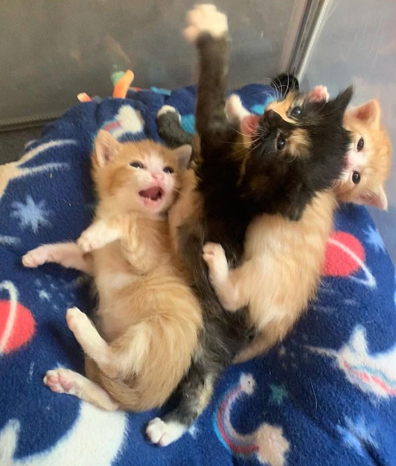 playful kittens snuggling