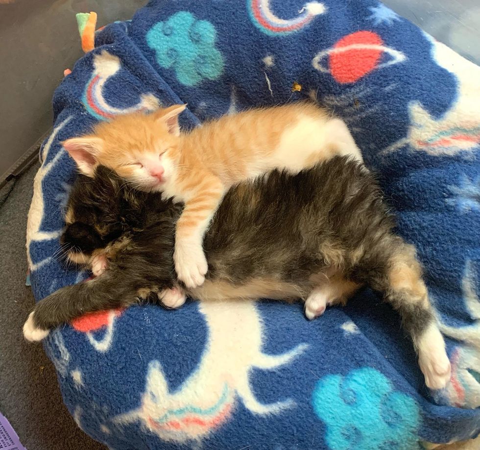 cuddle kittens sleeping