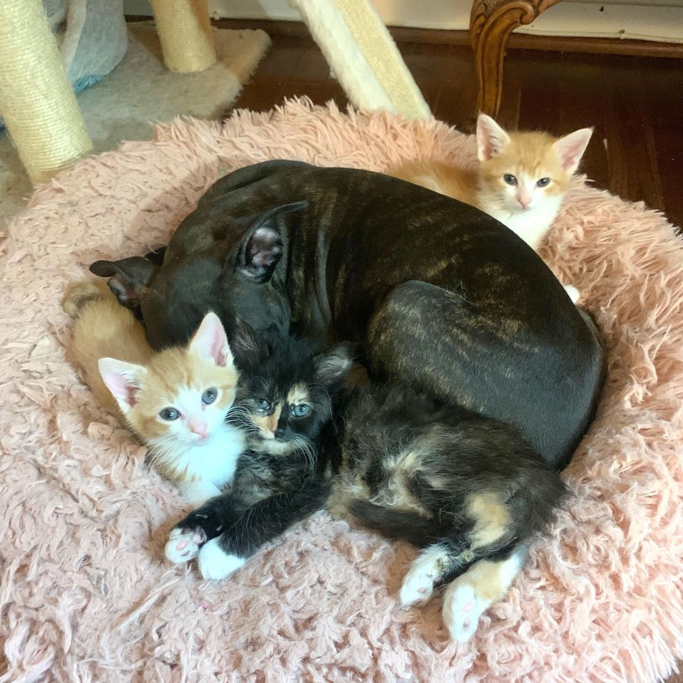 kittens snuggling with puppy