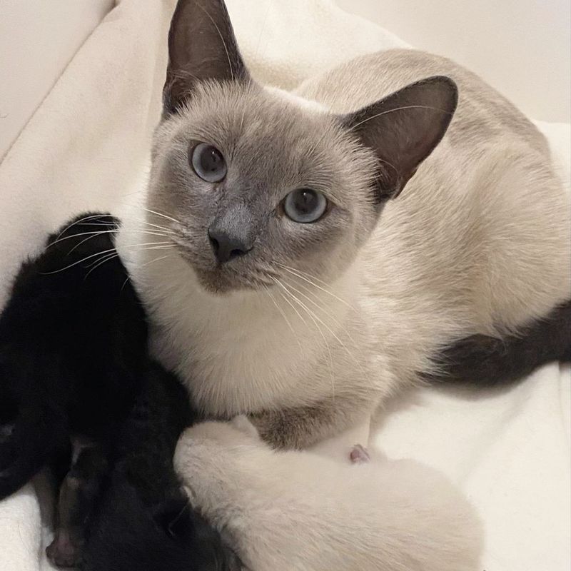 cat siamese kittens