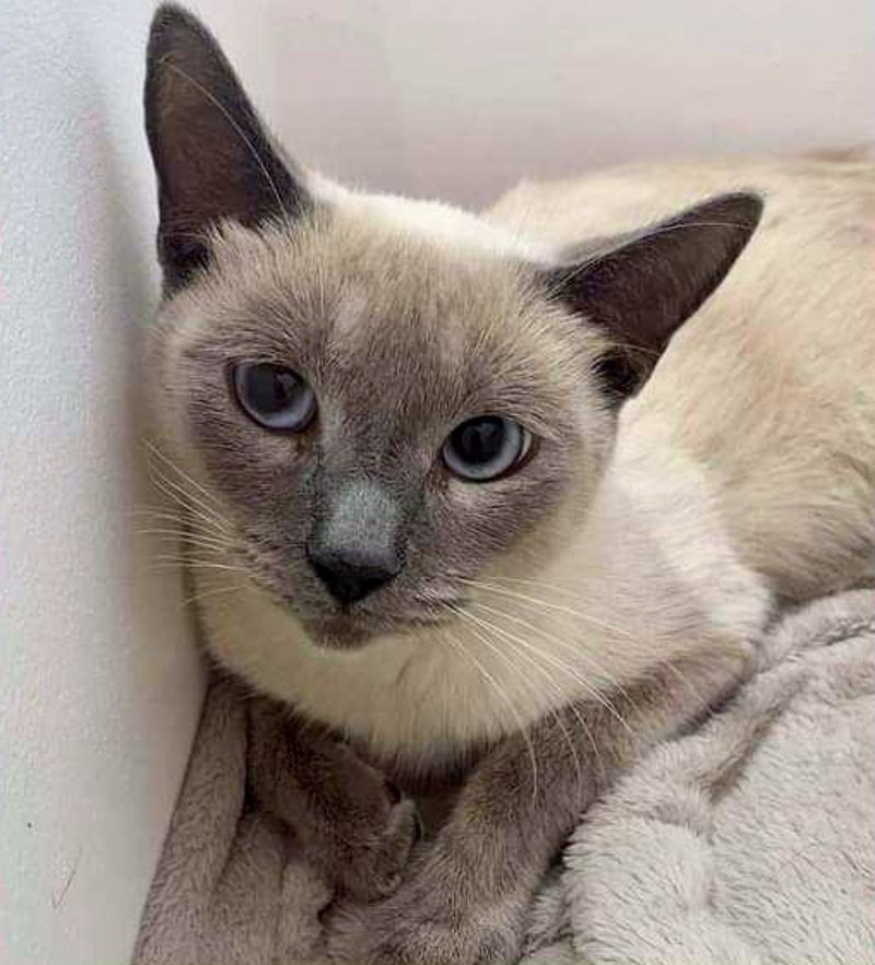 rescued cat siamese