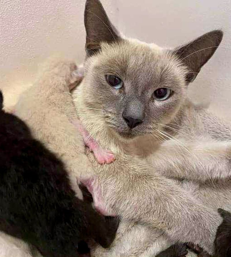 cat siamese snuggling kittens