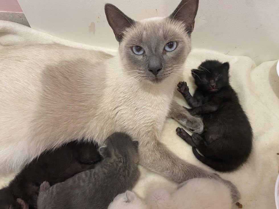rescued cat nursing kittens