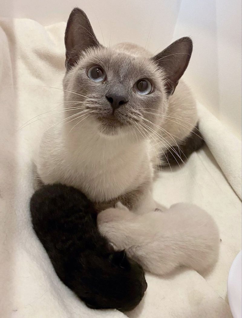 happy cat nursing kittens