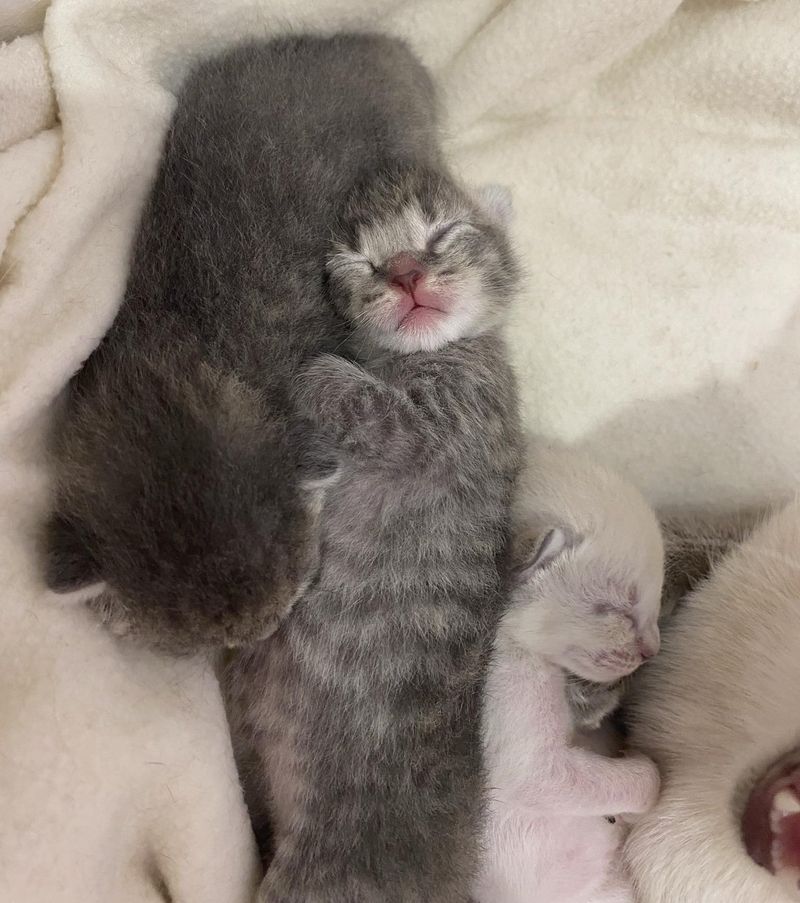 sleeping newborn kittens