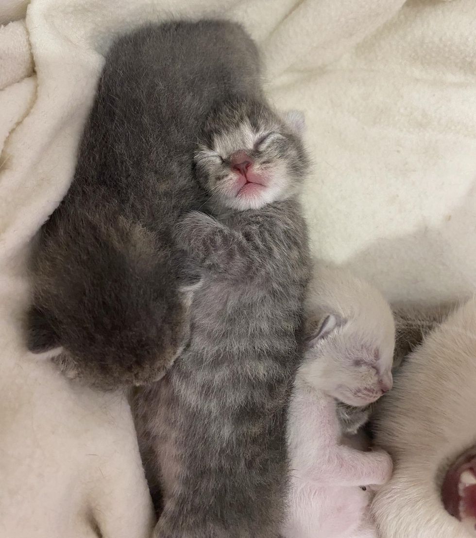gatitos recién nacidos durmiendo