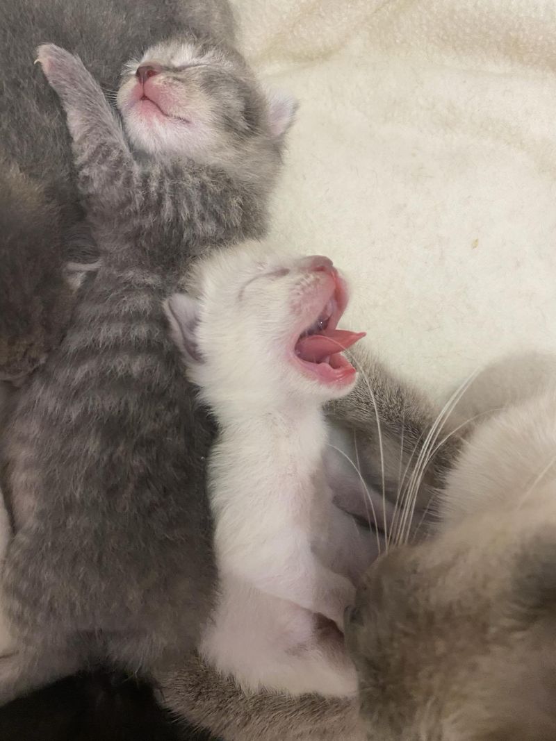 yawning kitten