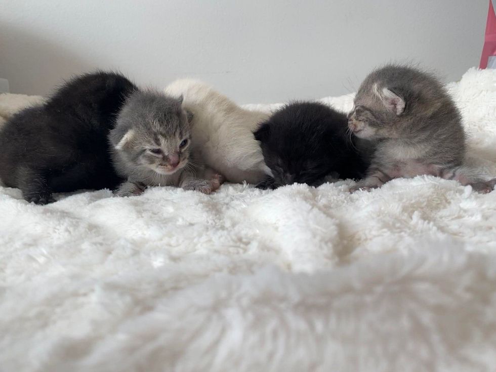kittens tiny fluffy