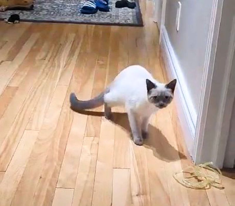 cat walk first time