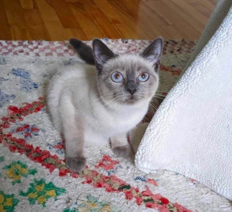 cat supervisor siamese