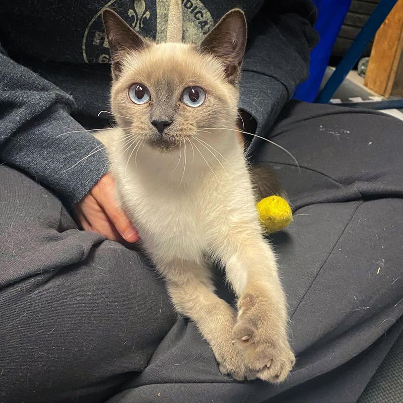 sweet lap cat siamese