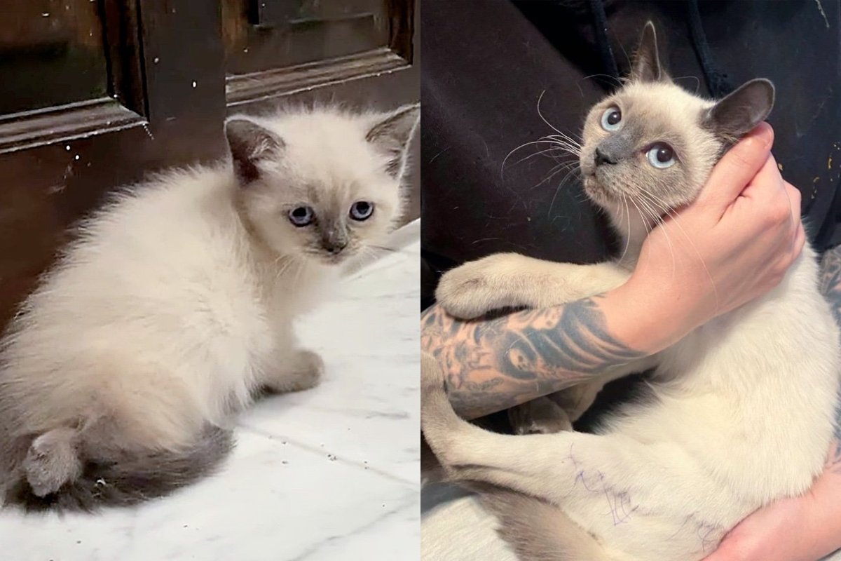 Kitten Walks for the First Time at Nearly Six Months Old, Now Living Each Day to the Fullest