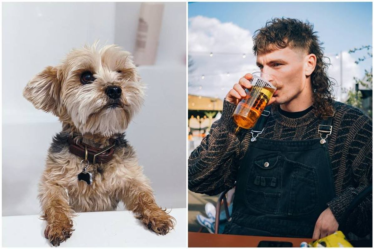 mullet haircut, dog hair cut, dog style