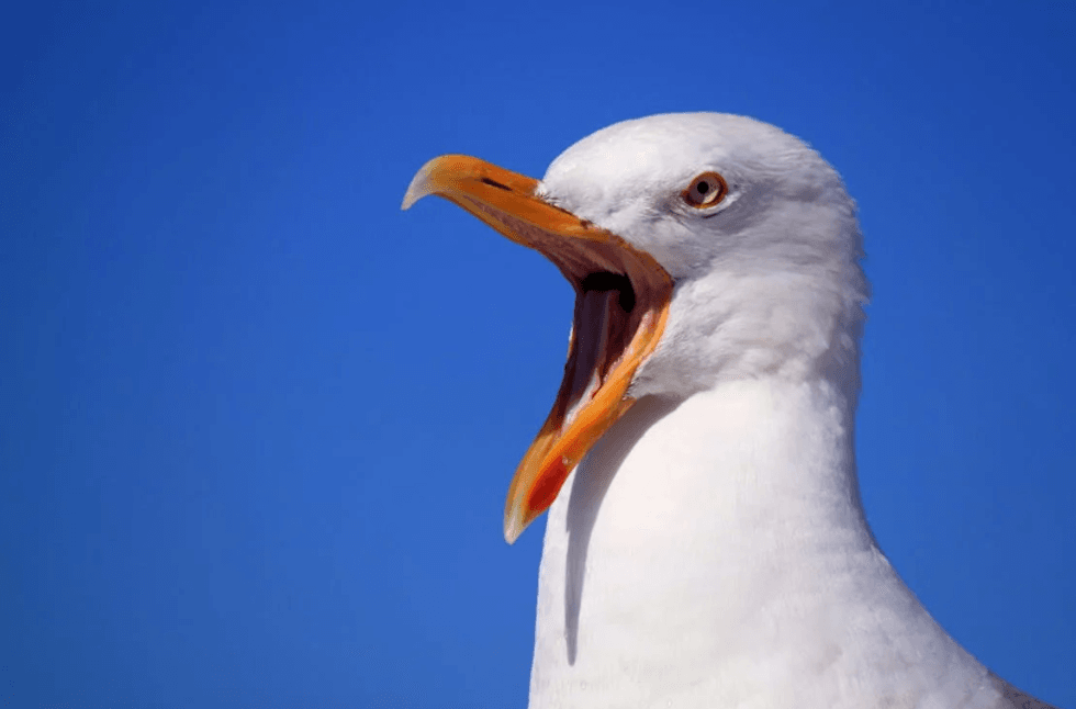 Hidden camera catches seagull being an 'unhinged maniac' after human friends make dinner