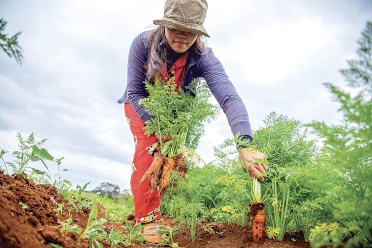 woman pulling up a carrot in a garden