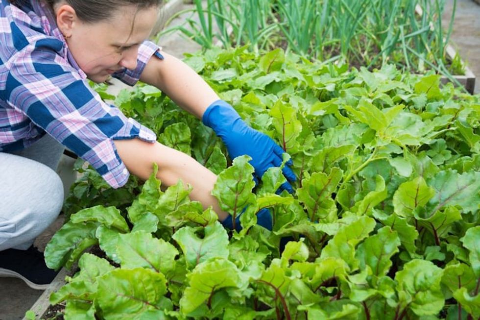 woman in gardening gloves squatting next to a garden bed