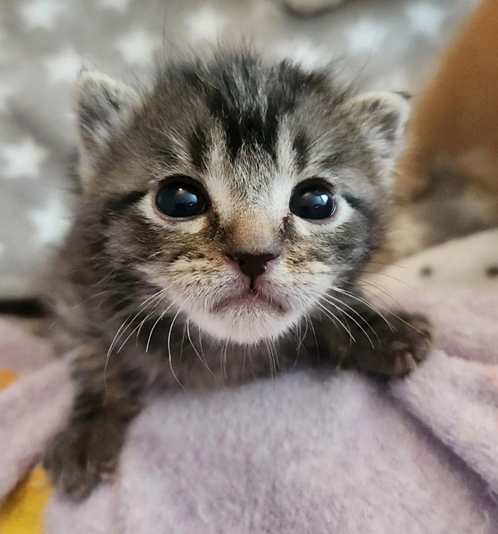tabby kitten big eyes