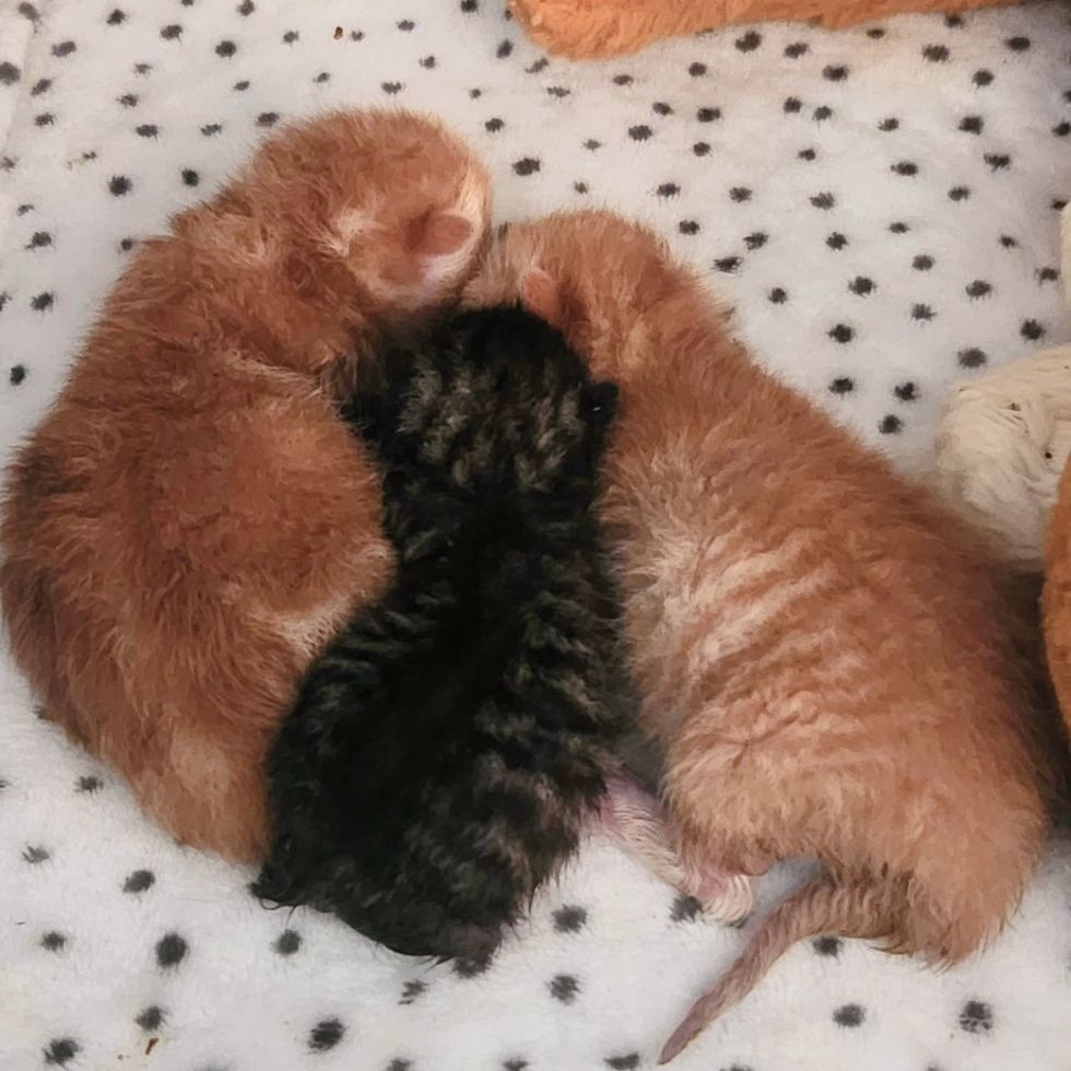 kittens newborn snuggling