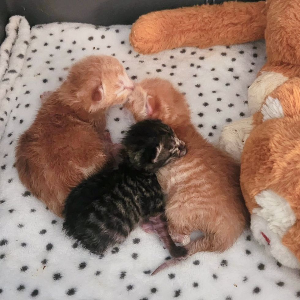 kittens newborn snuggling