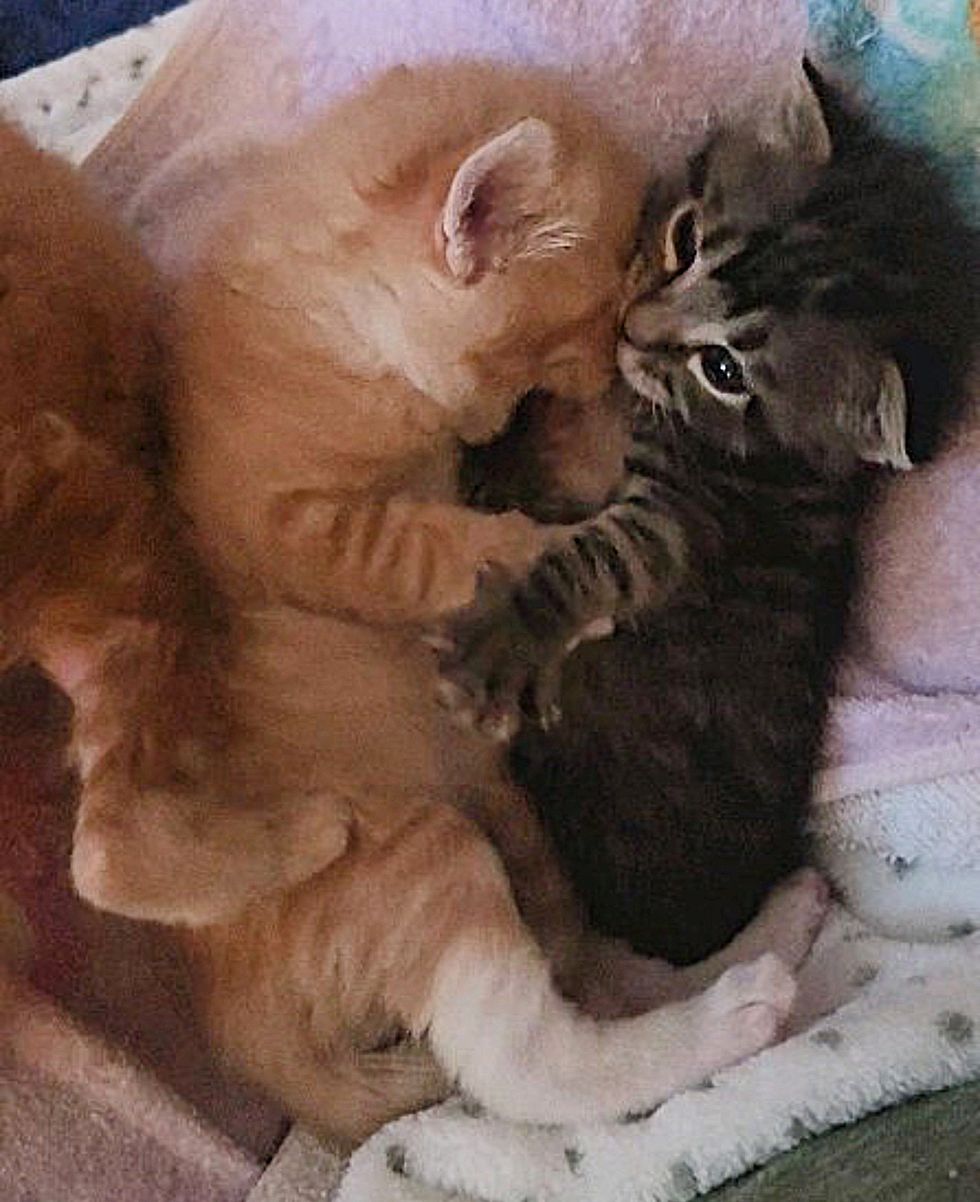 kittens snuggling sweet