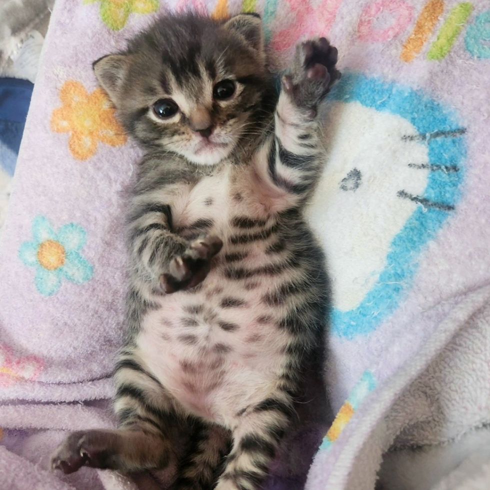 tabby kitten belly
