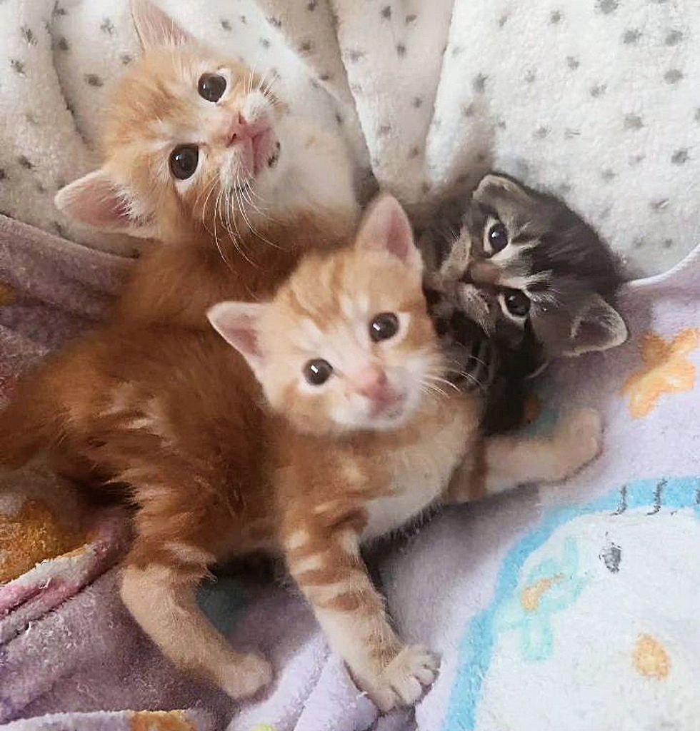 orange tabby kittens snuggly