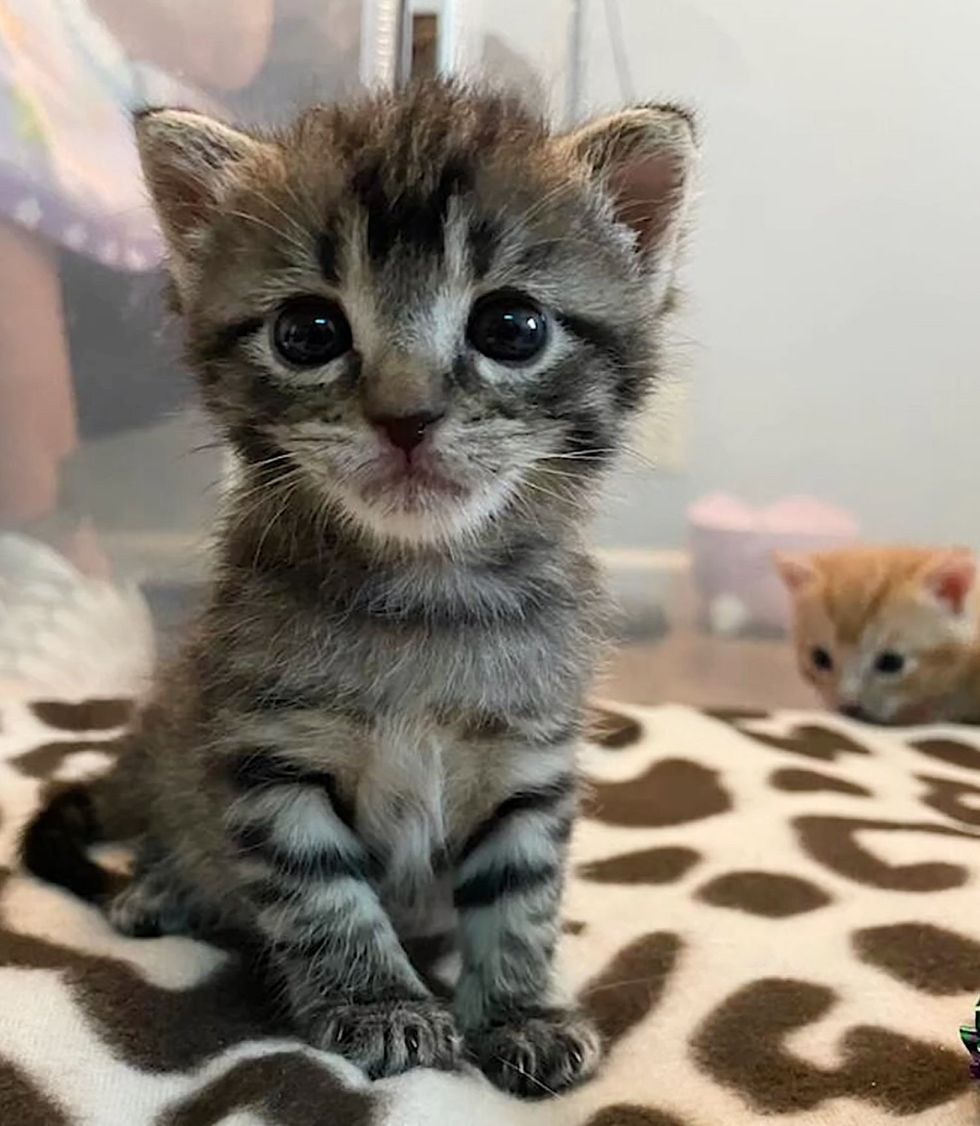 tabby kitten tiny mighty