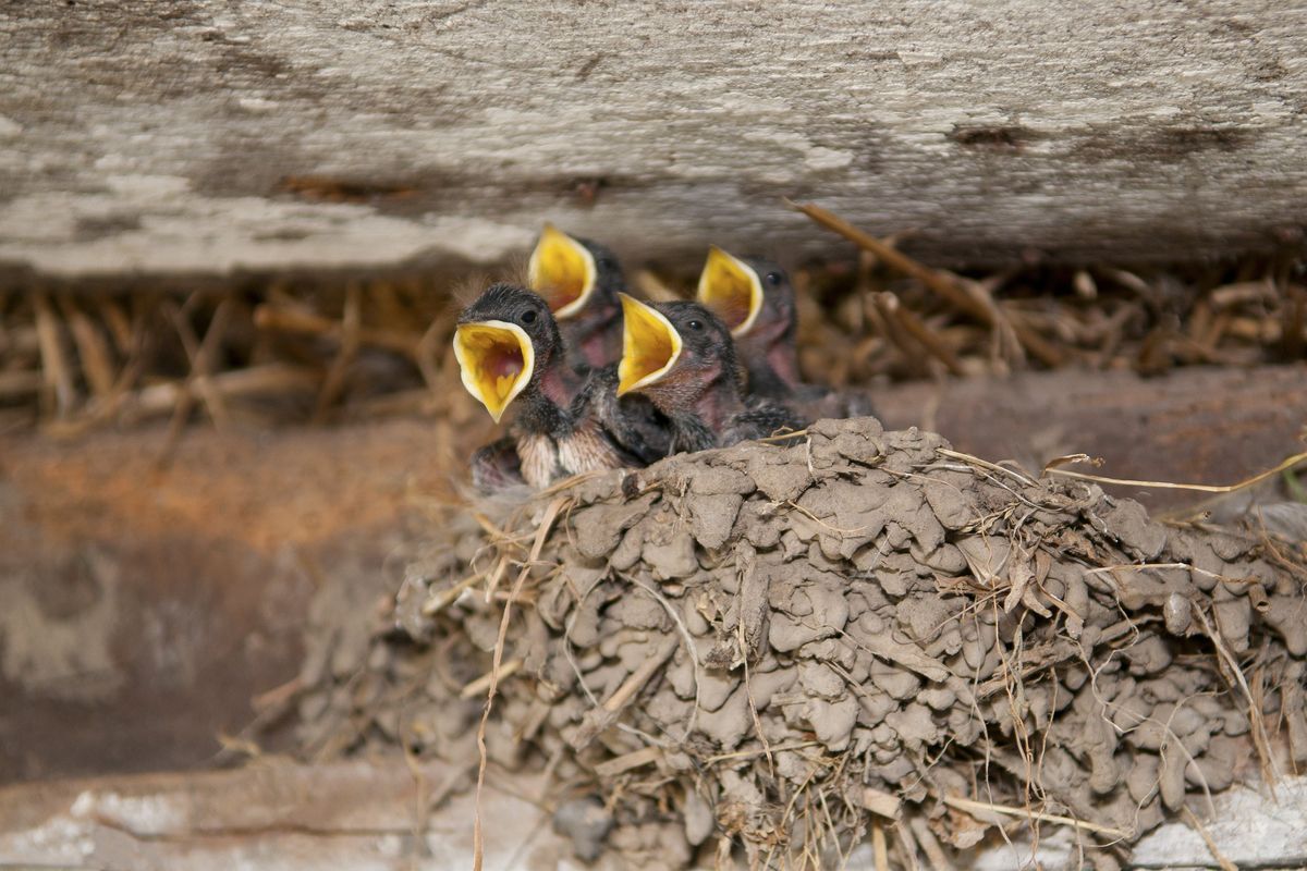 Ricostruzione ferma per i nidi delle rondini