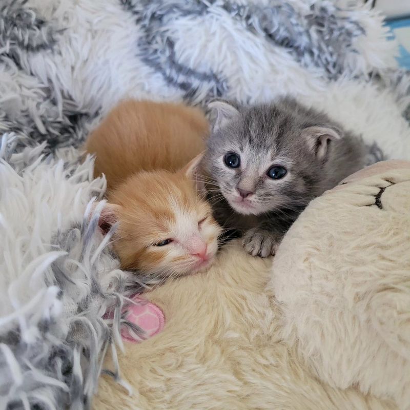 kittens snuggles