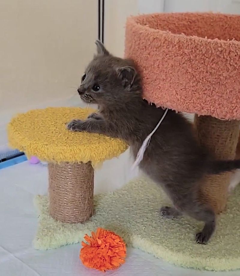 gray kitten fluffy