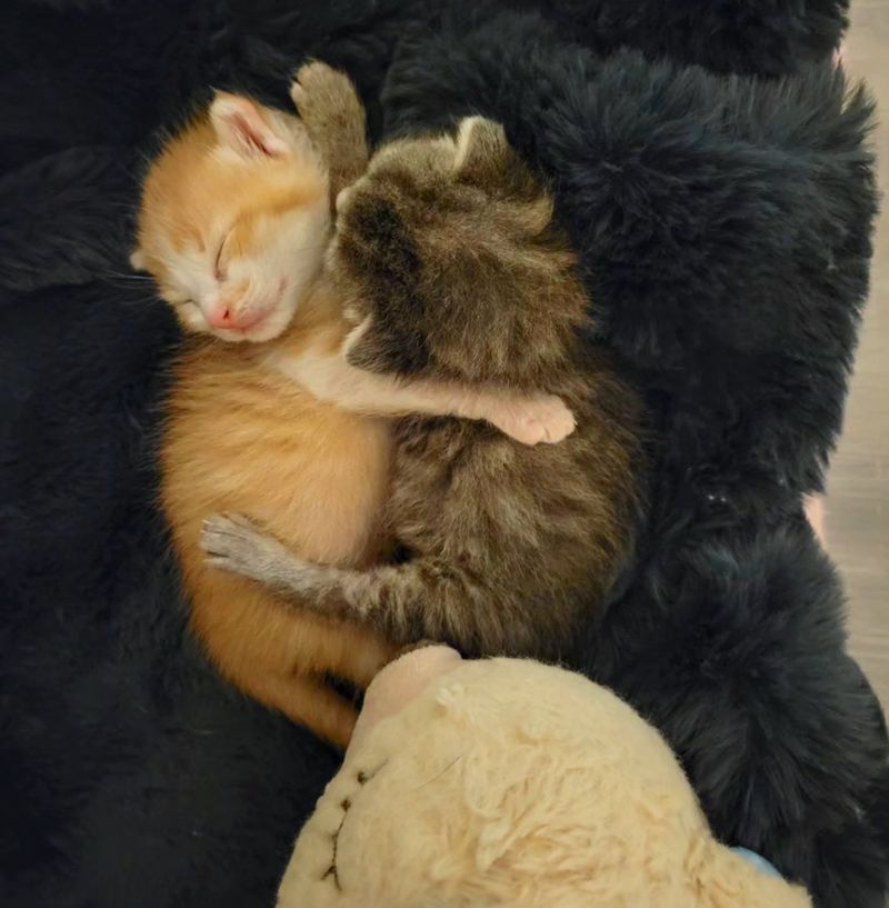 kittens snuggling