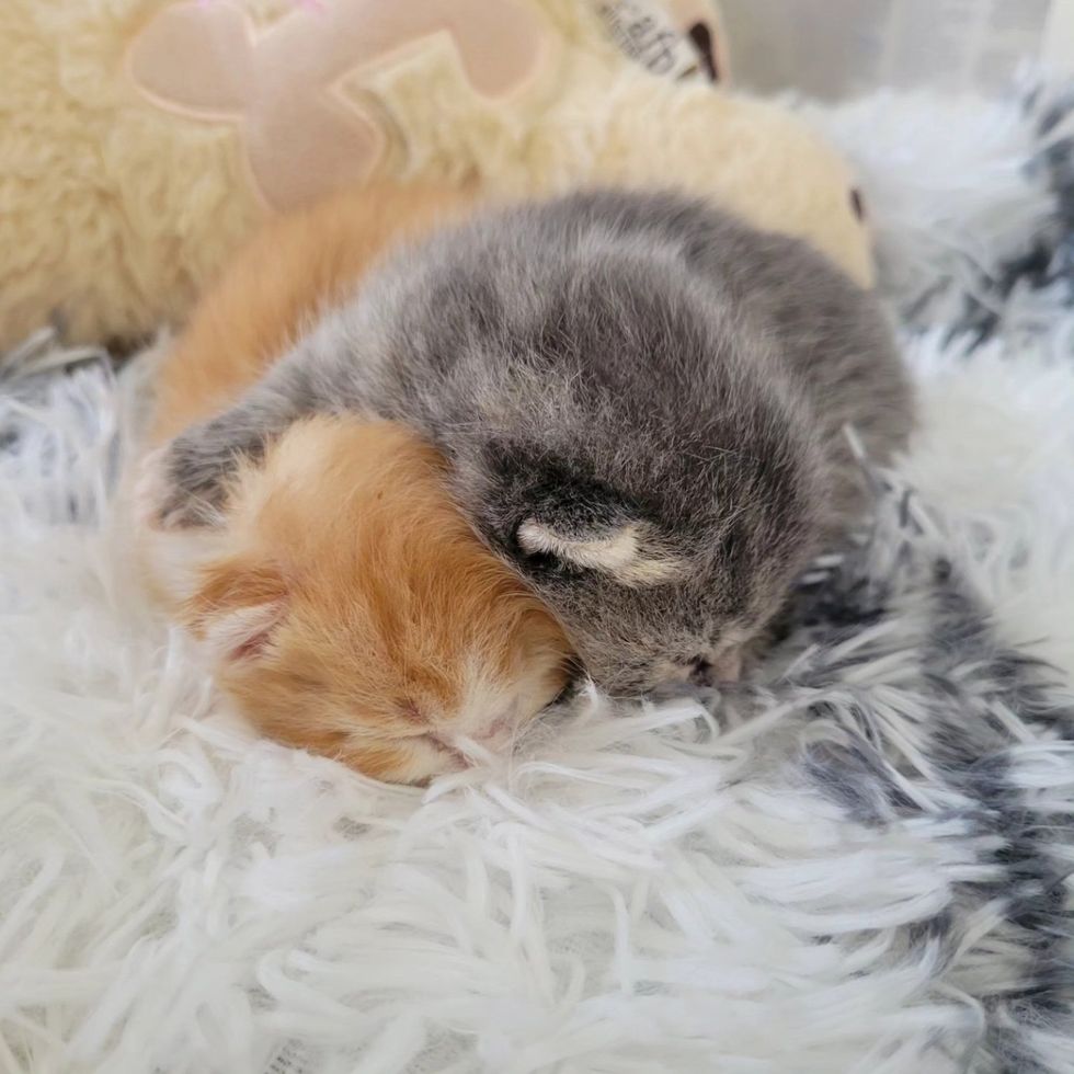 gatitos abrazos pila