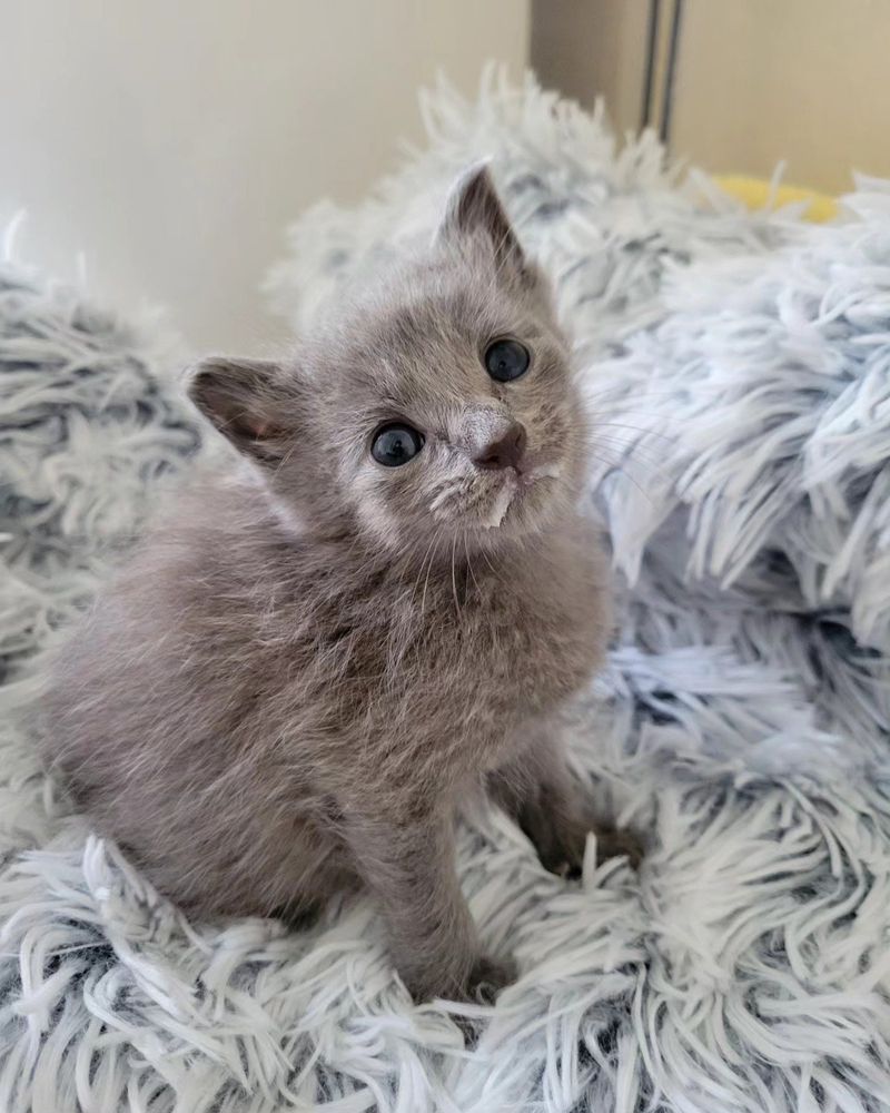 fluffy kitten milk