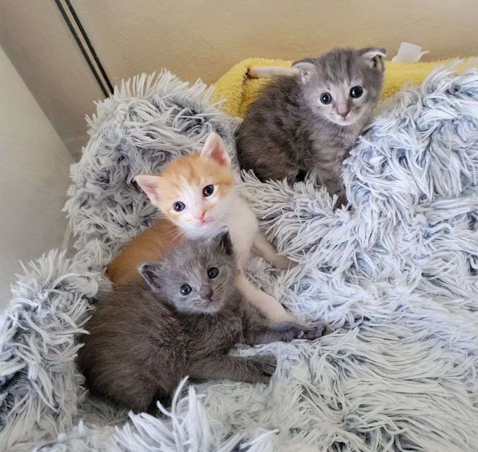 kittens cute friends