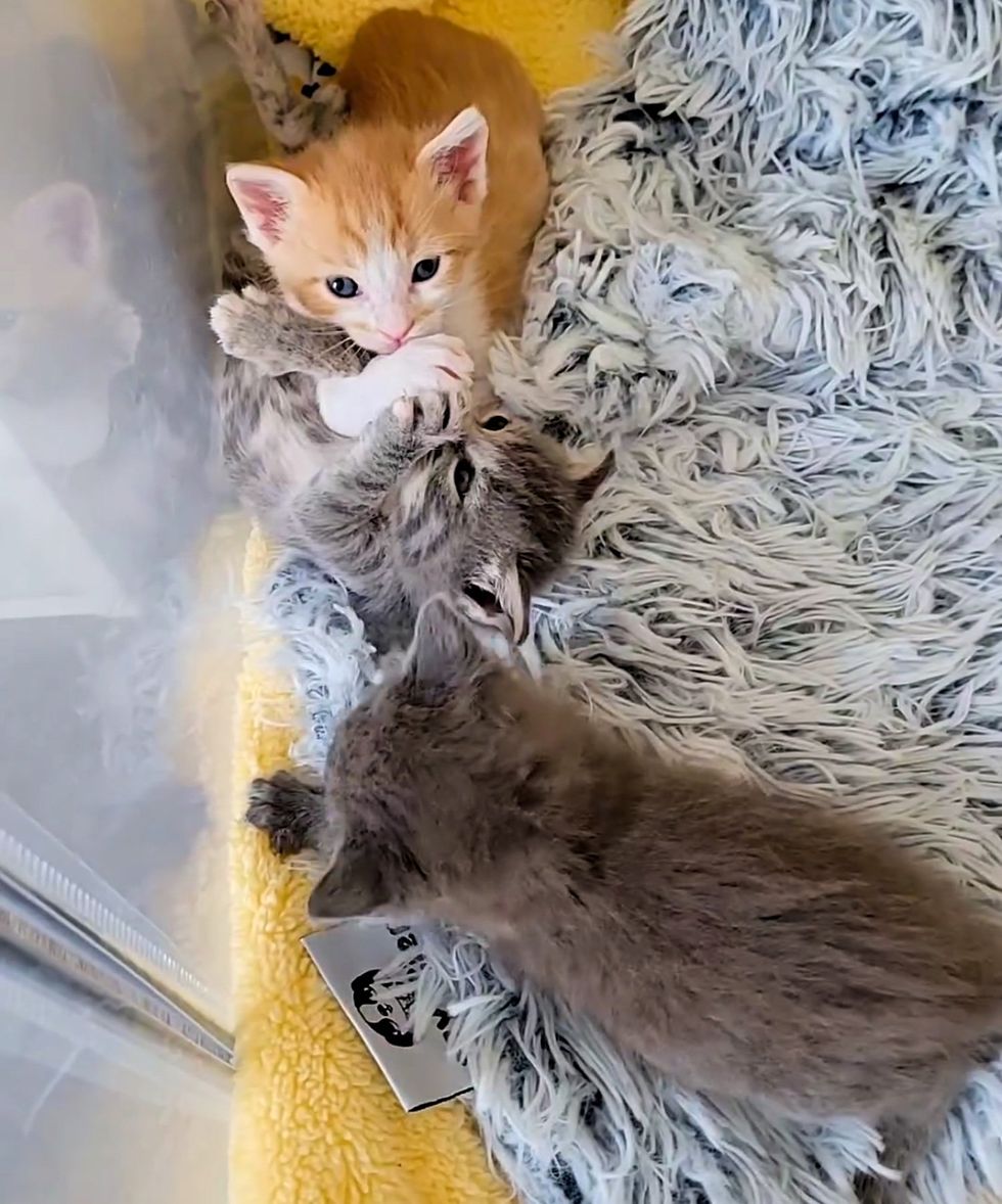 kittens playing snuggling