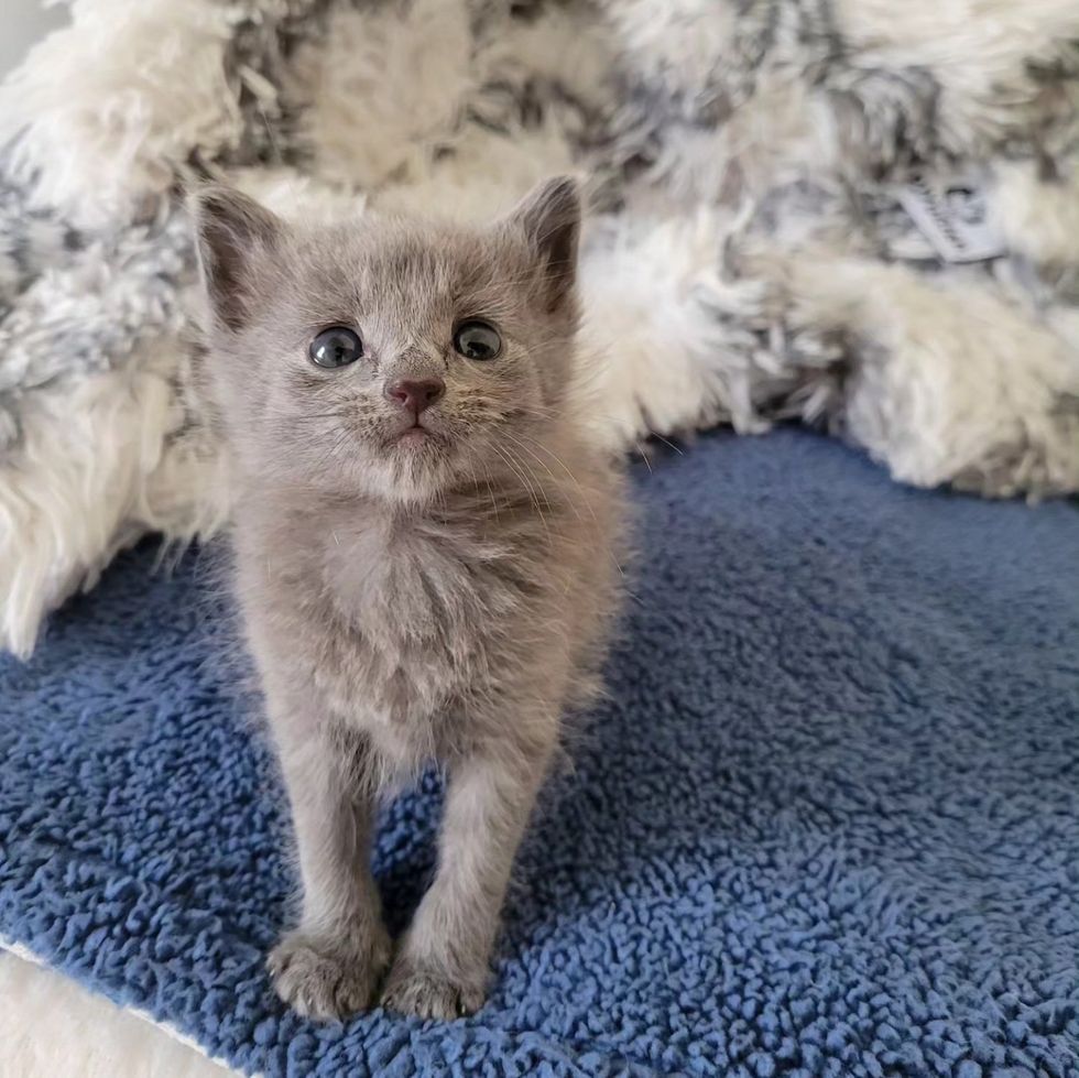 gatito gris esponjoso