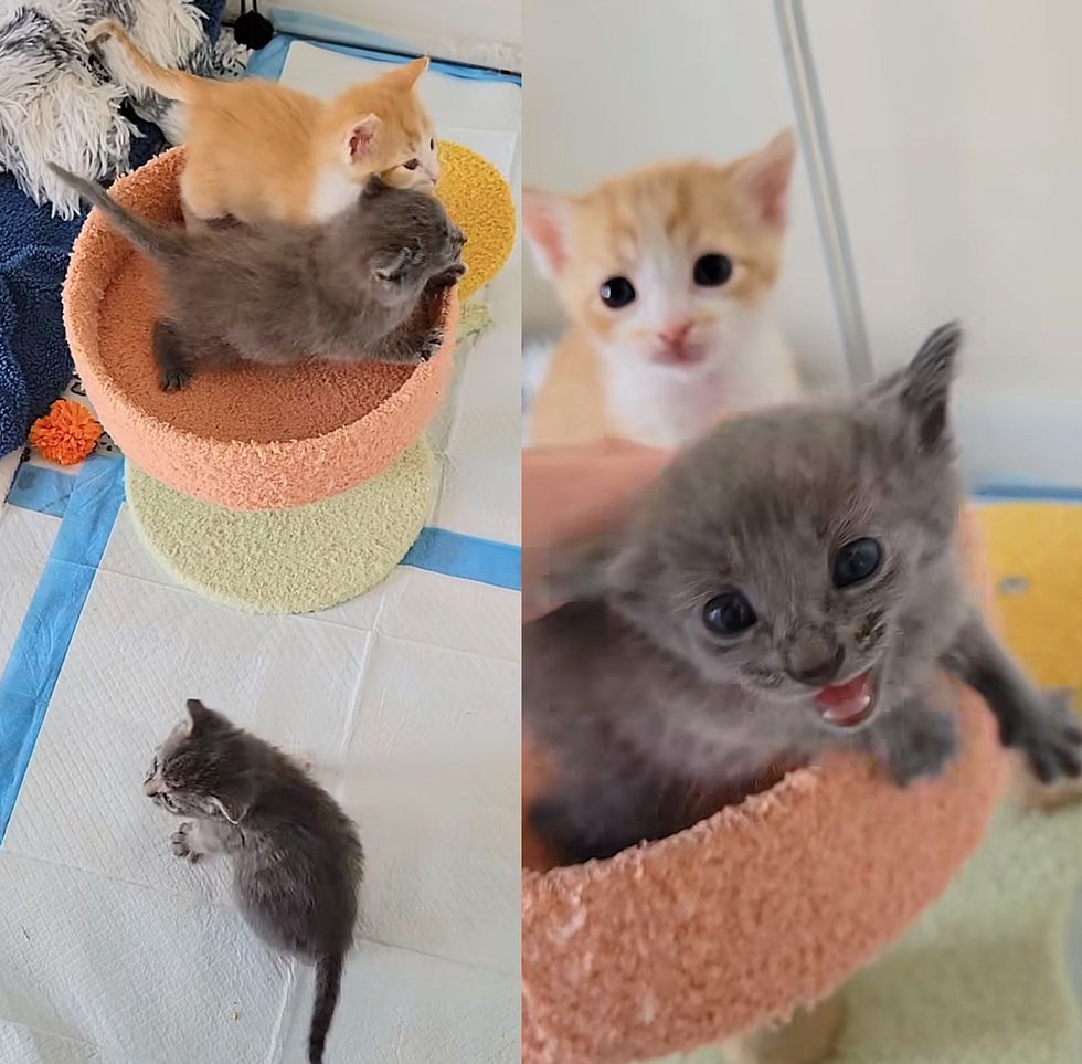 kittens meowing food