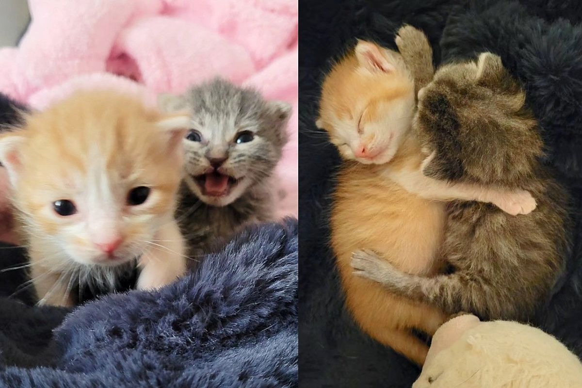 Kittens Survived the Streets Together and Embraced Another Cat Who Needed Friends