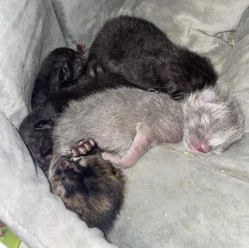 gatitos recién nacidos durmiendo