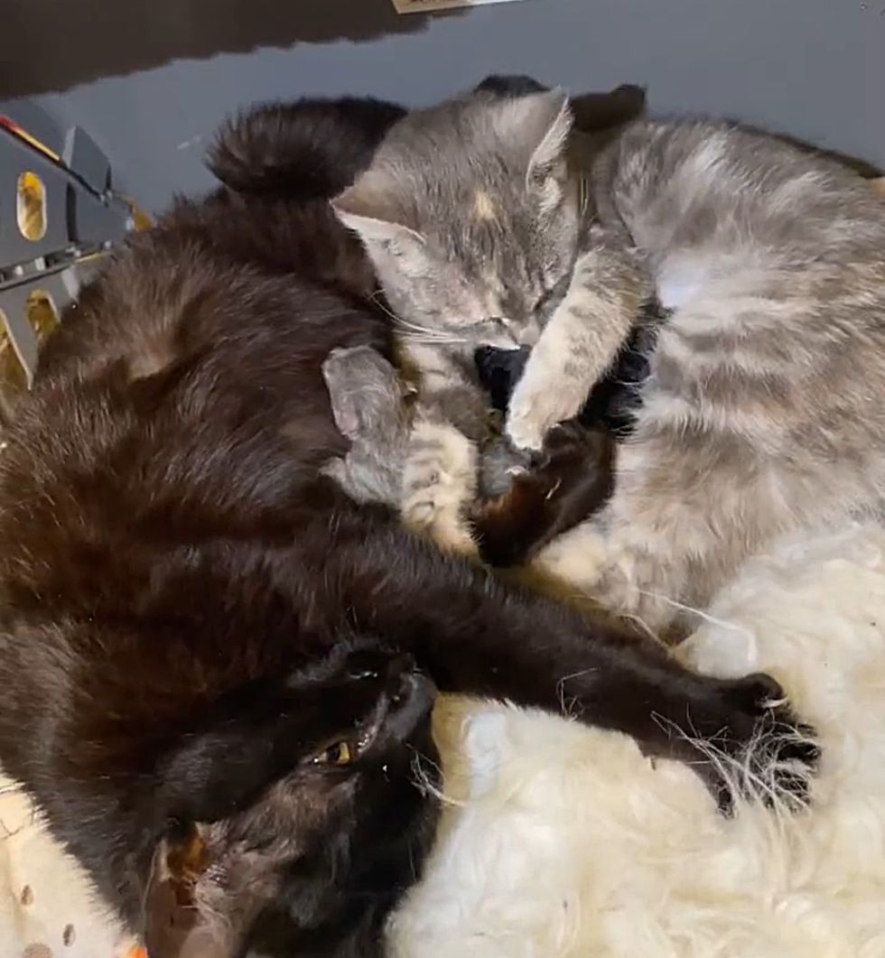cats raising kittens