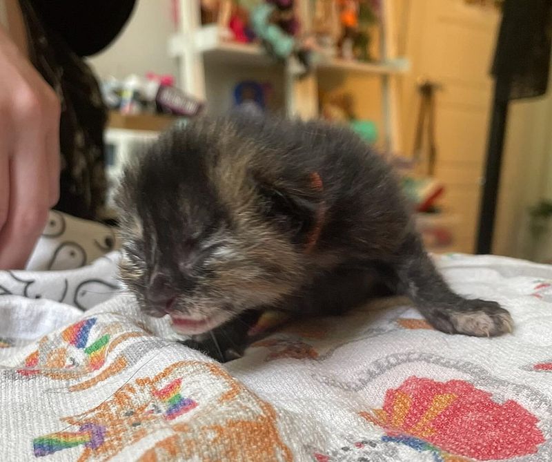 tortie kitten orphan