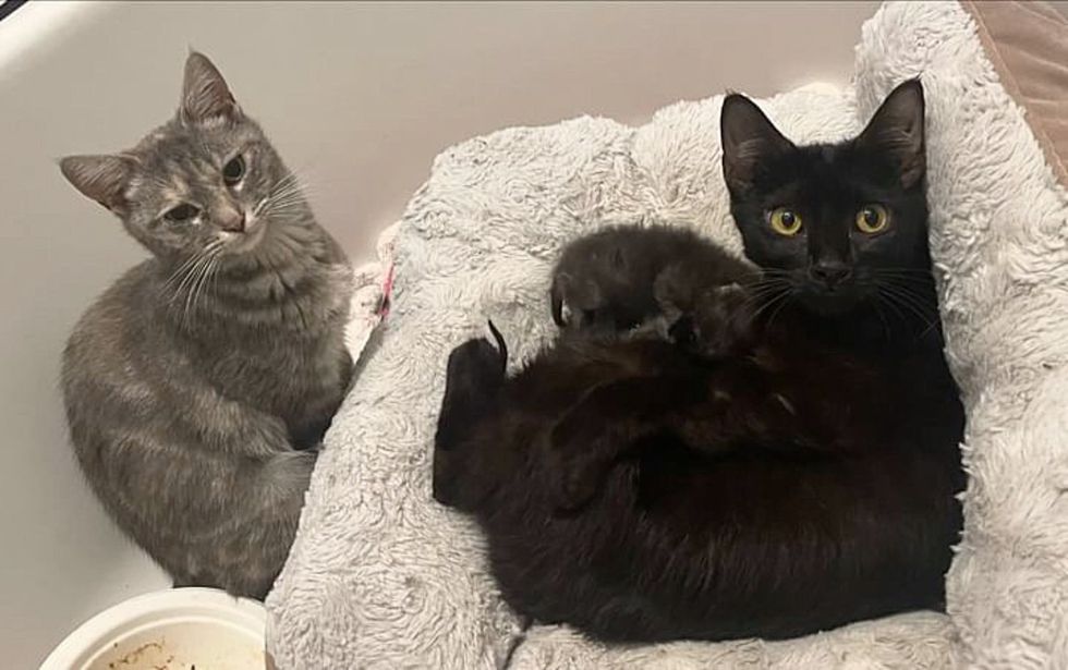 cats kittens nursing
