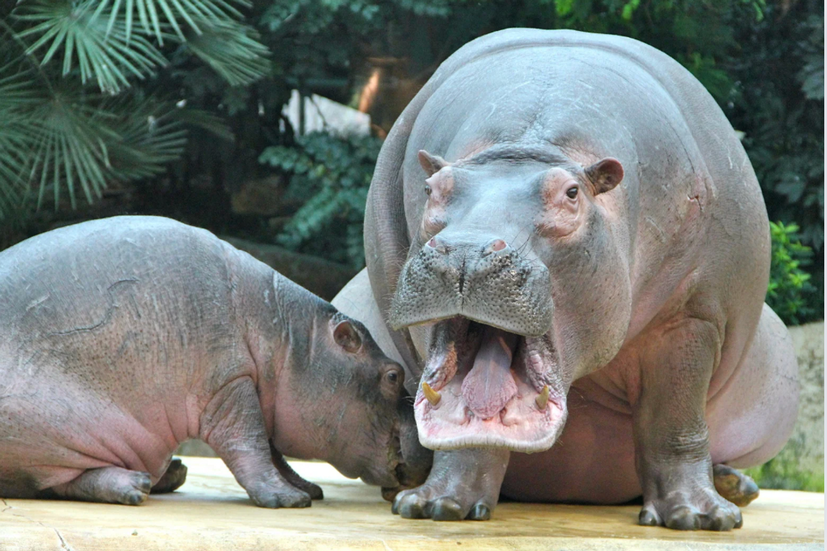 Rare video shows the sounds hippos make - Upworthy