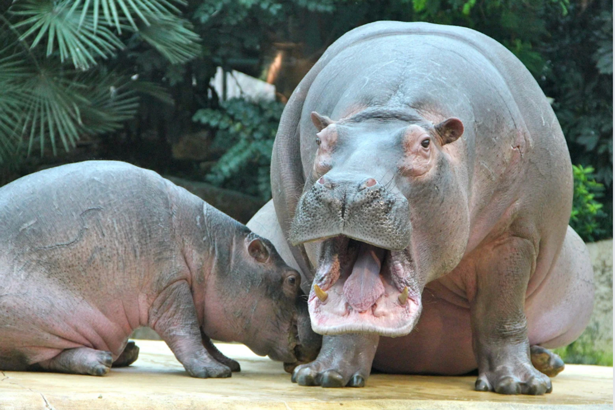 hippo, hippo sounds, weird animal sounds, animals, zoo near me