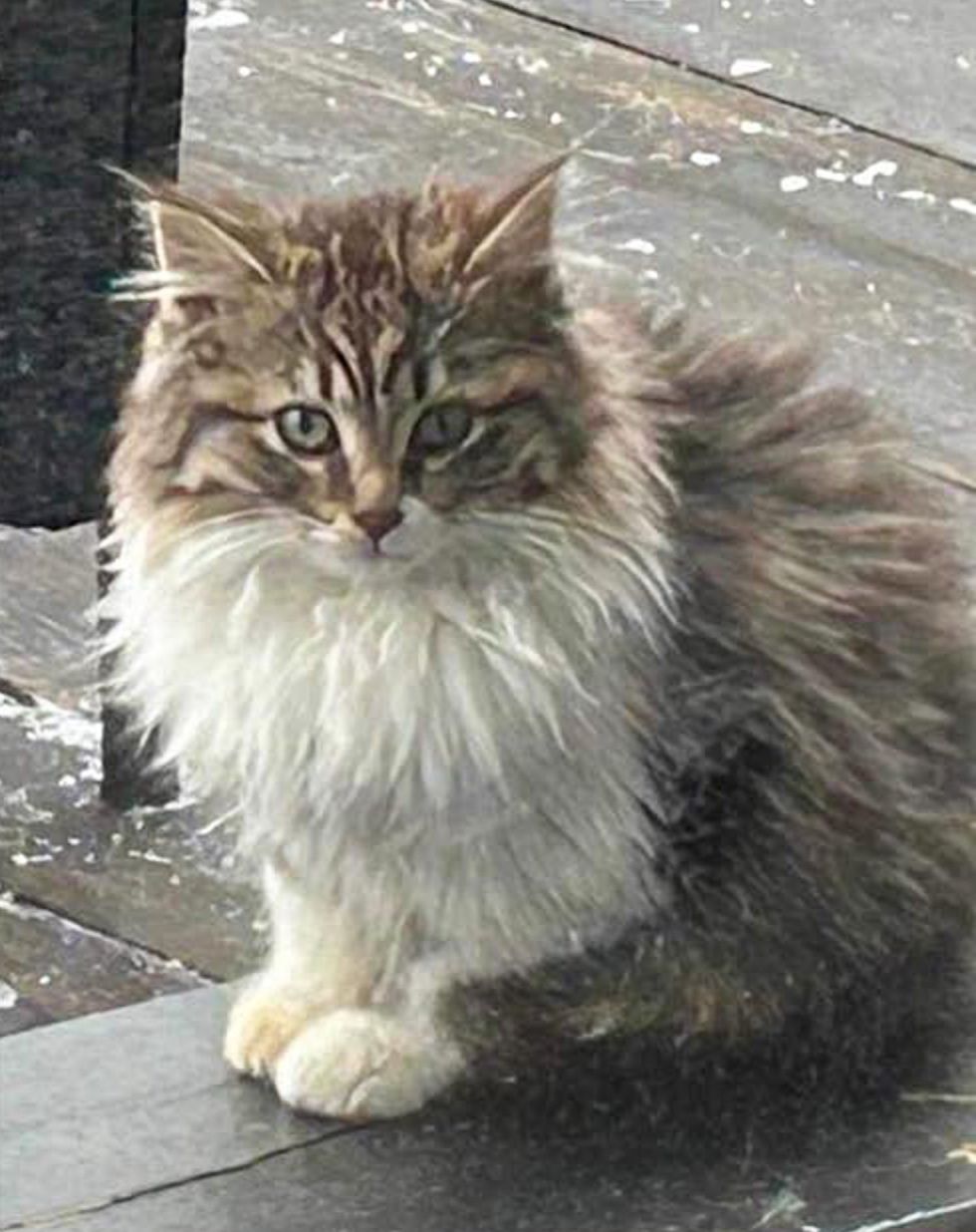 abrigo de invierno gatito salvaje