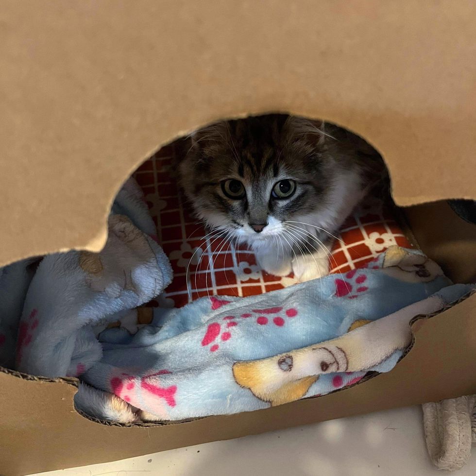 shy kitten hiding box